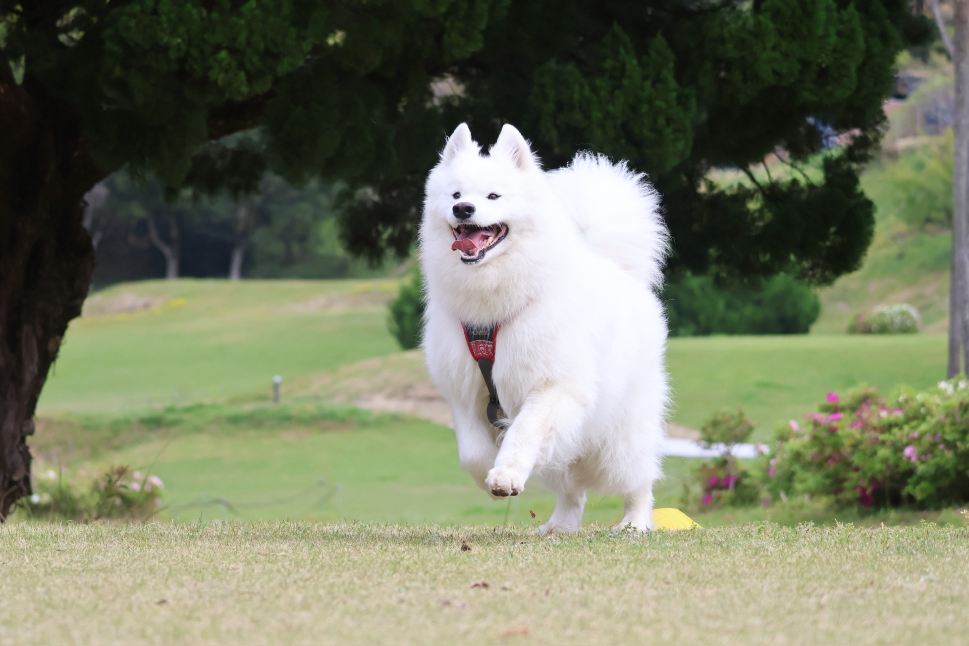 走るりんたろう