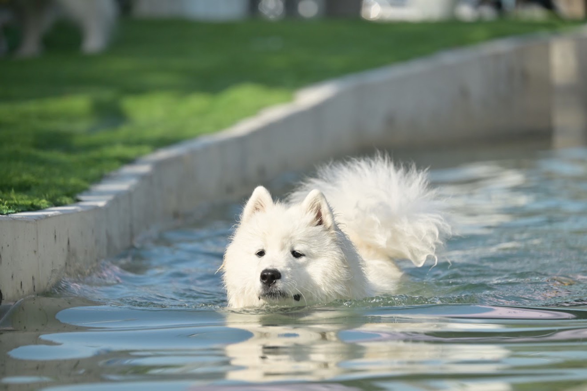 プールで泳ぐりんたろう